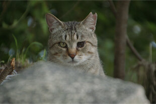 Eine Katze mit zwei verschiedenfarbigen Augen und angerissenem Ohr blickt in die Kamera.