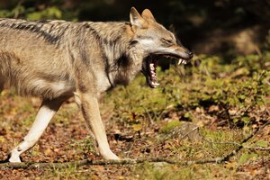 Wolf im Profil fletscht die Zähne