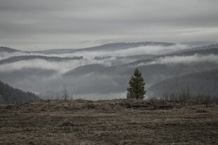 Einsamer junger Baum, Blick auf hügelige Landschaft im Nebel