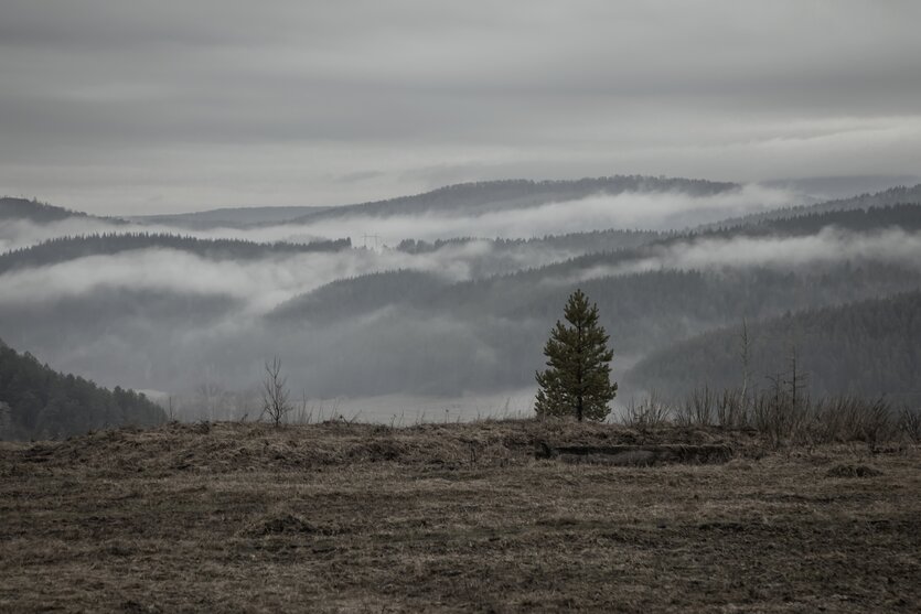 Einsamer junger Baum, Blick auf hügelige Landschaft im Nebel