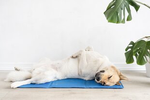 Hund liegt auf dem Rücken auf einer Matte