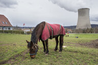 Ein Pferd grast vor einem Kühturm