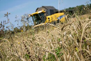 Ein Landwirt fährt mit einem Mähdrescher über ein Feld mit Bioweizen und holt die Ernte ein.