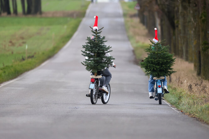 Zwei Menschen sind mit Mofas, auf denen ein Weihnachtsbaum montiert ist, auf einer Straße unterwegs