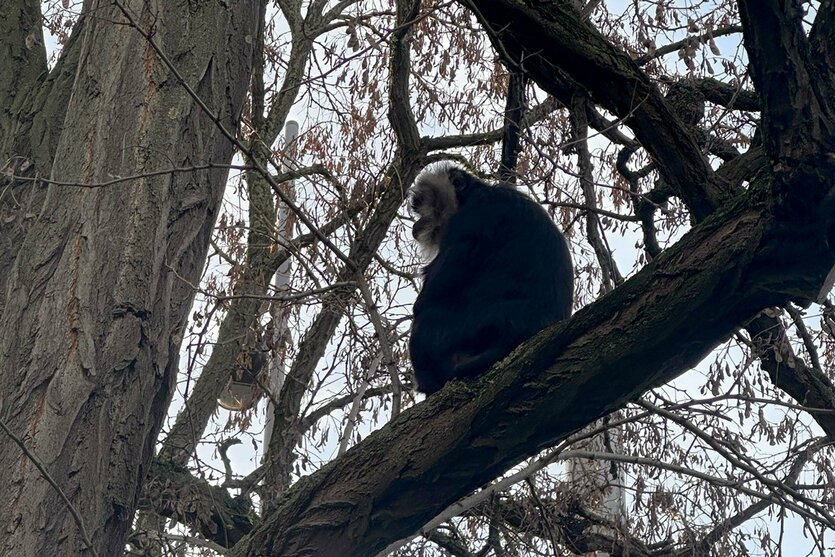 Affe Ruma auf Baum in Leipzig