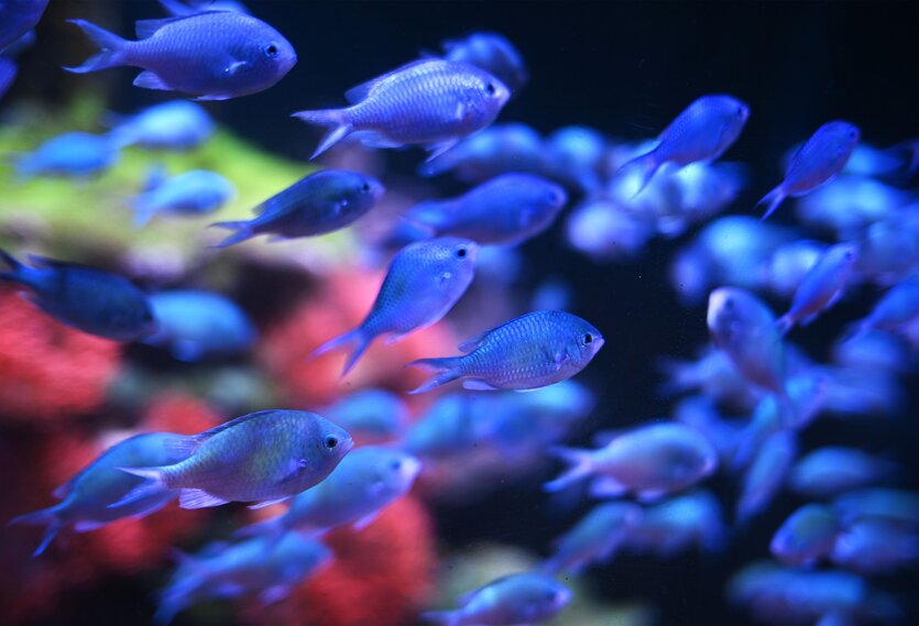 Ein schwarm blauer Fische schwimmt von links nach rechts im Sea Life Aquarium