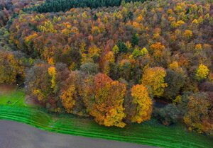 Der Reichswald bei Kleve.