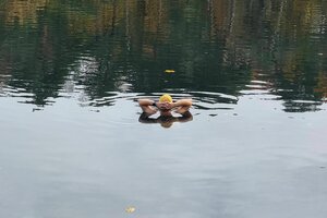 Eine Person steht im See, in dem sich Bäume spiegeln, und man sieht nur Kopf und Hände