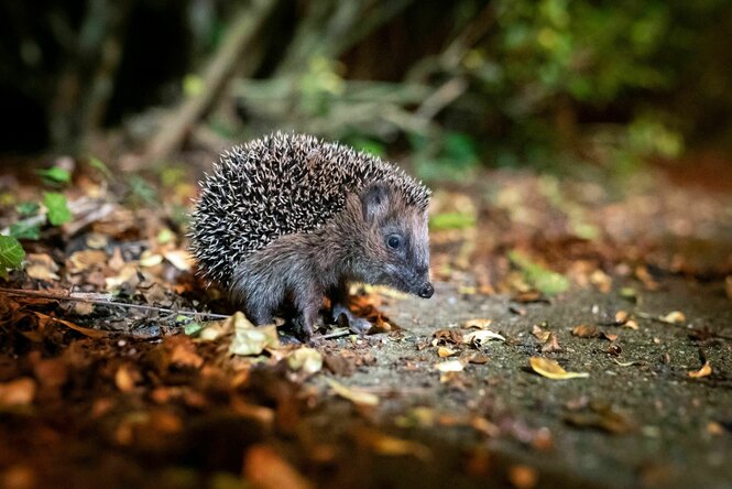 Ein Igel