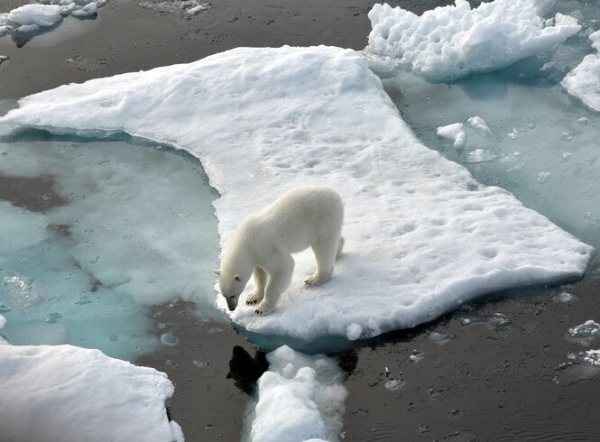 Eisbär auf einer kleinen Eisscholle