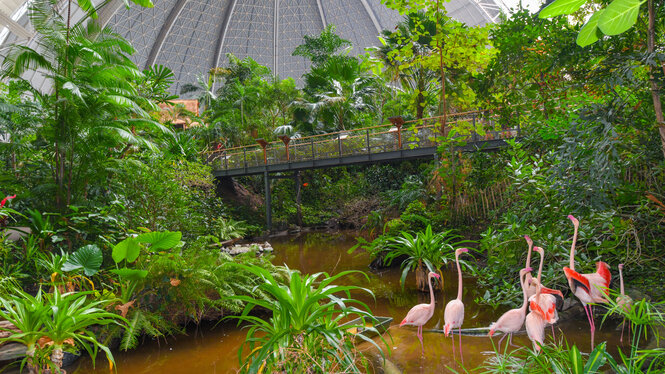 Blick in die Halle von Tropical Island mit Flamingos