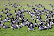 Viele Gänse auf einer Wiese