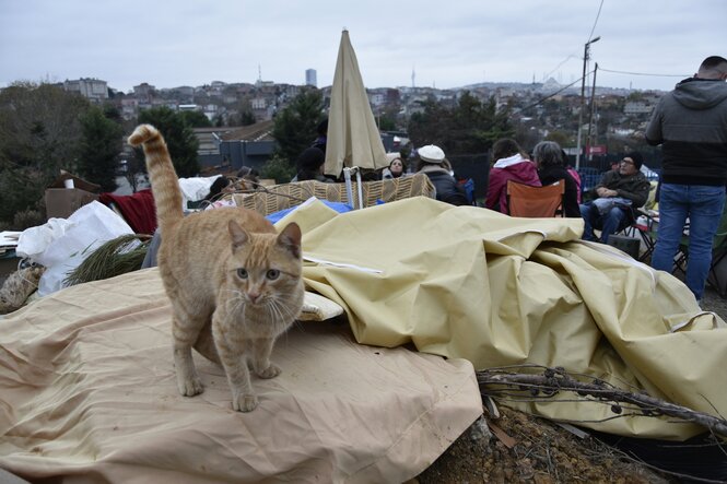 Eine rot-getigerte Katze auf einer Plastikplane