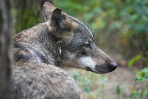 Wolf in Brandenburg