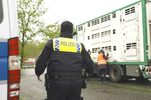 Ein Polizist geht zu einem Tiertransporter.