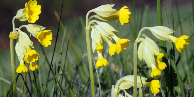 Blühende Blumen