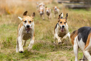 Hunde rennen über eine Wiese auf die Kamera zu.