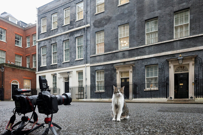 Ein Kater auf der Straße vor 10 Downing Street, vor ihm zwei Kameras auf Stativen