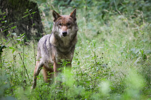 Wolf in Brandenburg