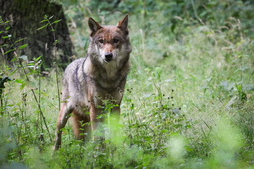 Wolf in Brandenburg