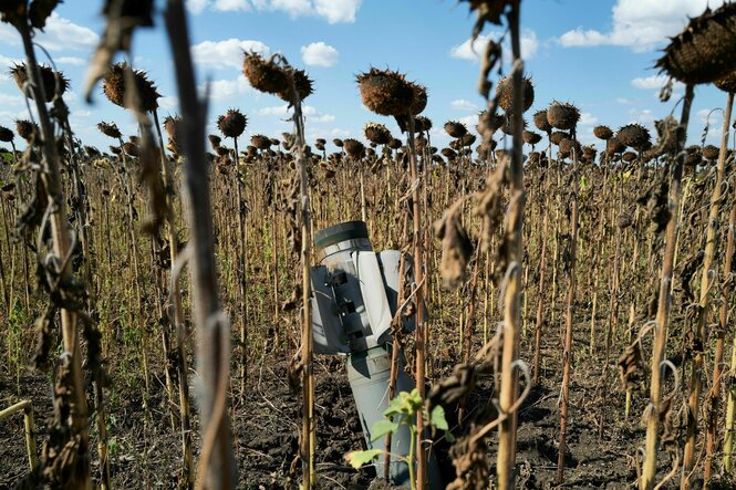 Eine eimgeschlagene Rakte in mitten von vetrocknete Sonnenblumen