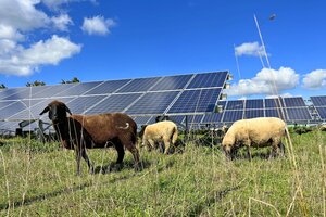 Schafe vor Photovoltaikanlagen bei schönstem Sommerwetter