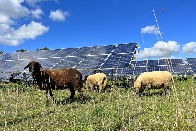 Schafe vor Photovoltaikanlagen bei schönstem Sommerwetter