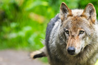 Ein Wolf im Wildpark Lüneburger Heide