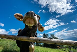 Kuh auf der Alm vor blauem Sommerhimmel