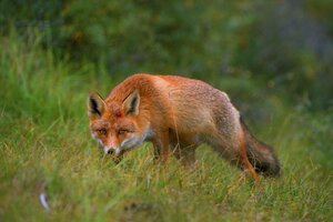 Fuchs schleicht durchs grüne Gras