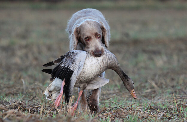 Ein Jagdhund kommt über ein trockenes Feld direkt auf den Betrachter zu, im Maul trägt er eine Ente.