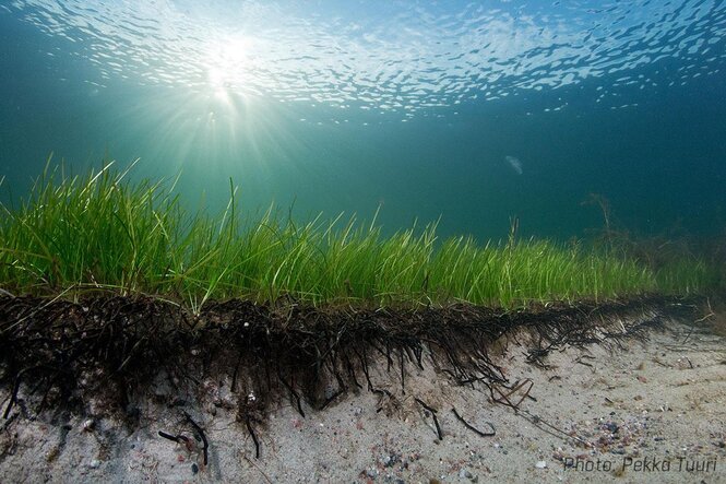 Eine Seegraswiese in der Ostsee.