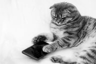 Eine Katze spielt mit einem Smartphone.