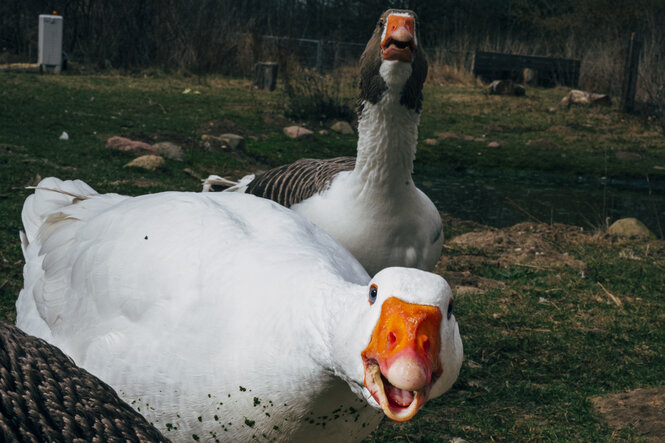 Zwei Gänse schauen kampfeslustig in die Kamera