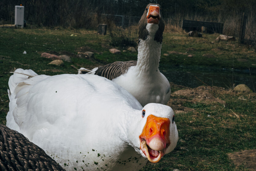 Zwei Gänse schauen kampfeslustig in die Kamera