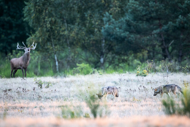 Wölfe in freier Wildbahn, im Hintergrund ein Hirsch.