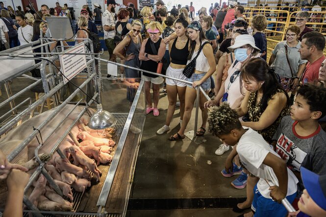 Leicht bekleidete Menschen beobachten eine Sau, die ihre Ferkel säugt bei einer Messe