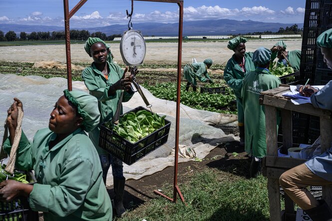 Frauen in grüner Arbeitskleidung wiegen Pak Choi