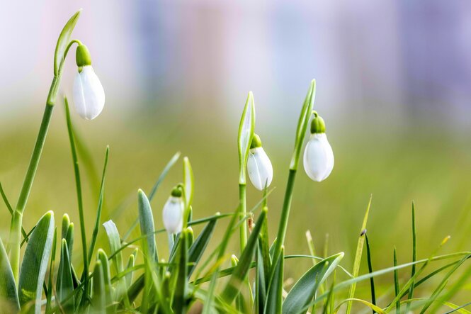 Blühende Schneeglöckchen auf einer grünen Wiese