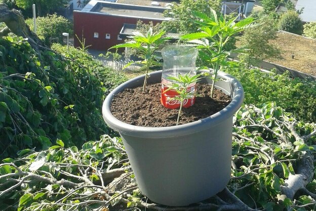 Ein Topf mit Cannabis-Pflanzen steht in Lüneburg auf der Krone einer Hängebuche.