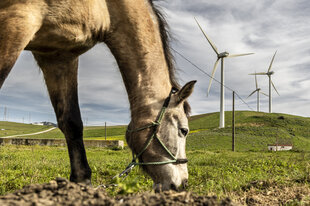 Ein Pferd grast vor Windrädern