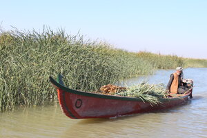 Früher waren die Boote aus Schilf oder Baumstämmen, heute sind sie aus Plastik mit Außenmotor: Ein Bewohner der Marschen steuert durch das Sumpf­gebiet