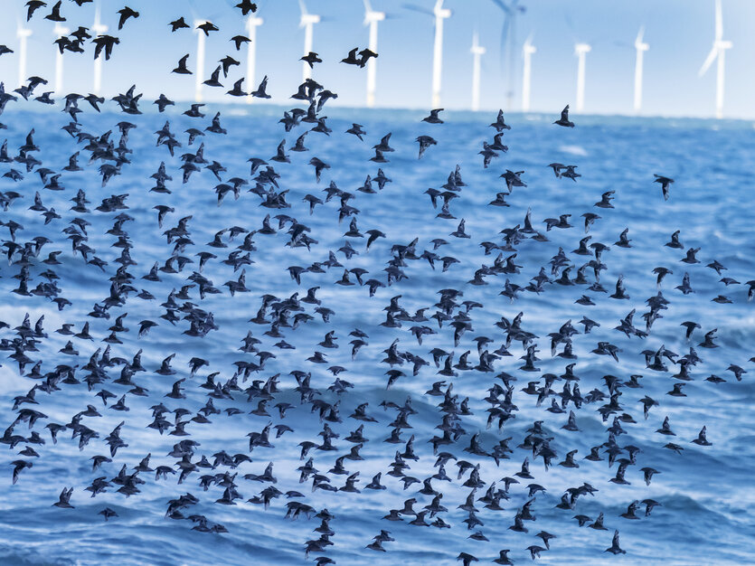 Ein Vogelschwarm vor einem Offshore-Windpark