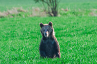 Auf einer grünen schaut ein Braunbär Richtung Kamera