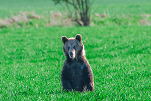 Auf einer grünen schaut ein Braunbär Richtung Kamera