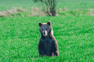 Auf einer grünen schaut ein Braunbär Richtung Kamera