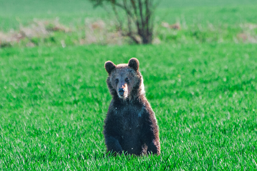 Auf einer grünen schaut ein Braunbär Richtung Kamera