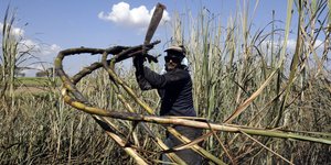 Arbeiter auf Zuckerrohrplantage in Brasilien