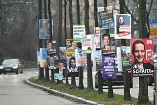 Wahlplakate für die Bundestagswahl 2025 hängen dicht hintereinander an Bäumen an einer Zufahrtsstraße