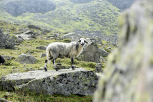 Ein Schaf steht auf einem Felsen und schat in die Kamera